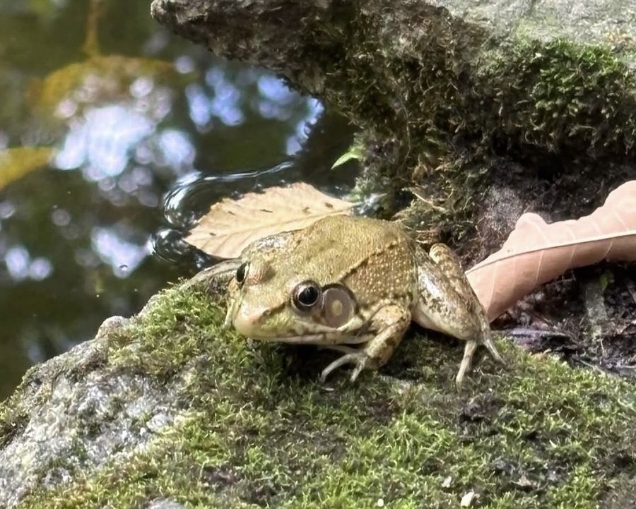 A frog on moss at Tregaron Conservancy